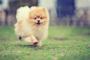 Dog Safety Tips for the Backyard