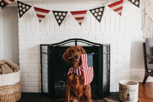 July 4th Pet Safety